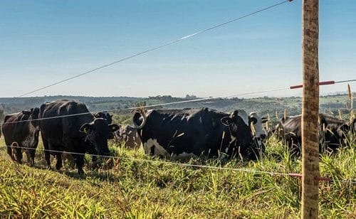 gado pastando visto atrás de cerca