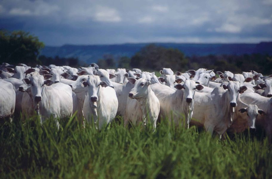 vários bois em um pasto