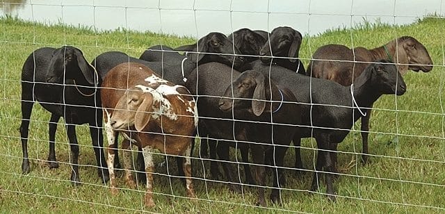 ovelhas presas na cerca