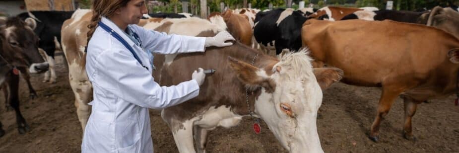 veterinária vacinando gado