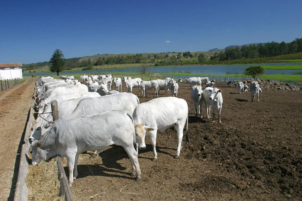 bois pertos de cerga