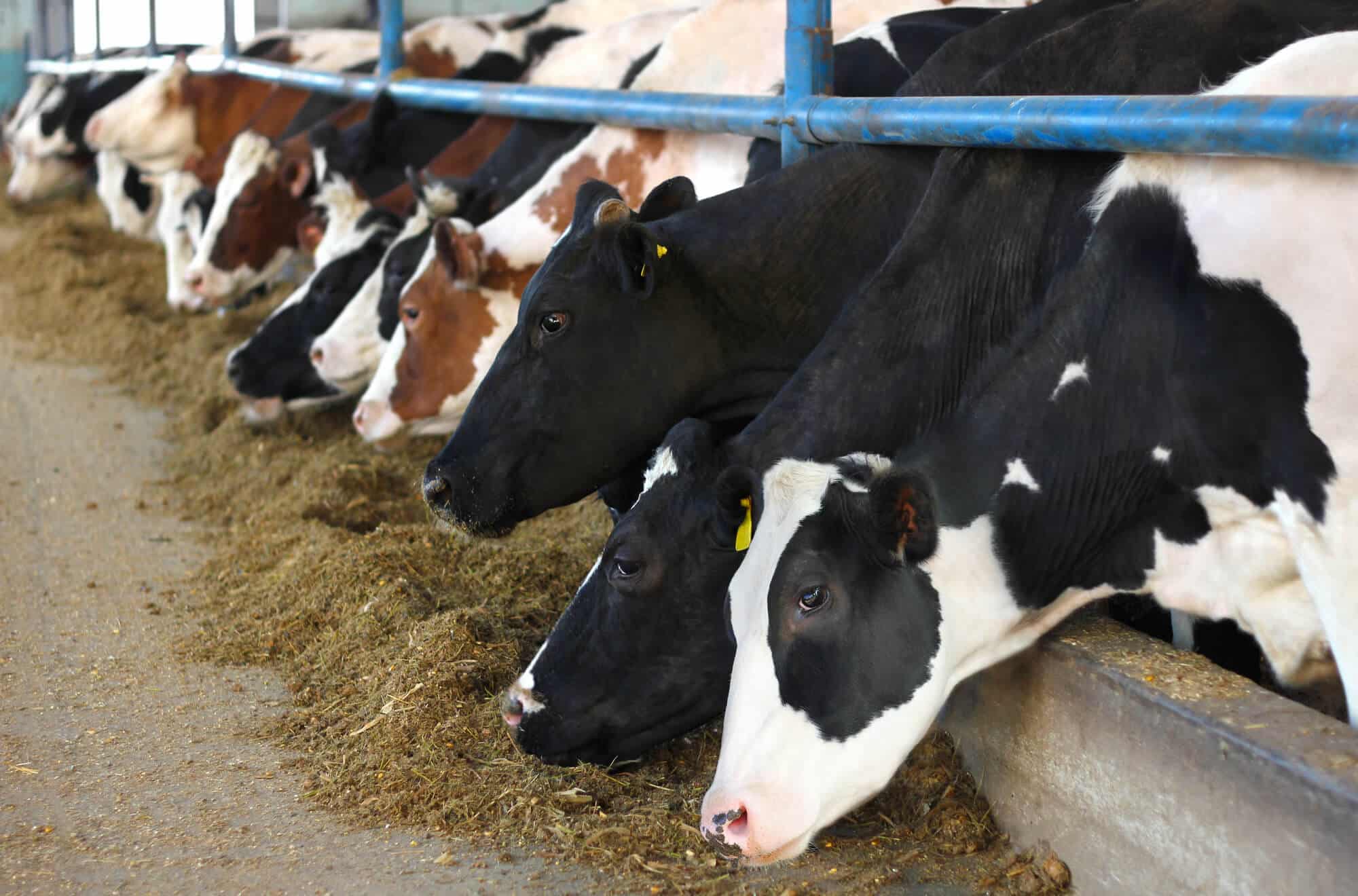 cabeças de gado se alimentando