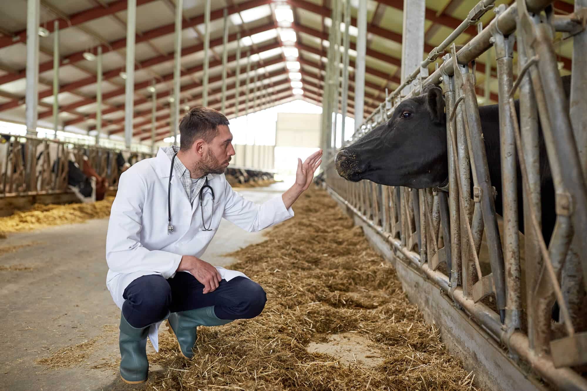 veterinário cuidando de gado