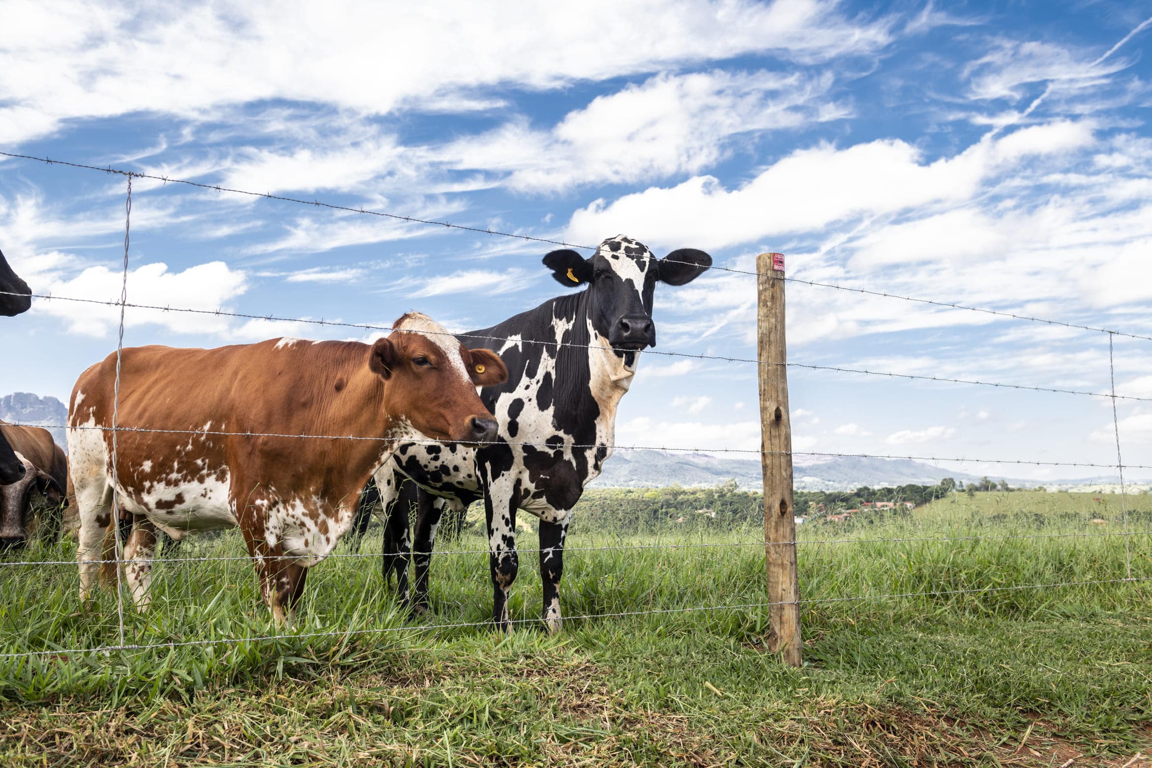 Vaca e filhote pastando próximos à cerca