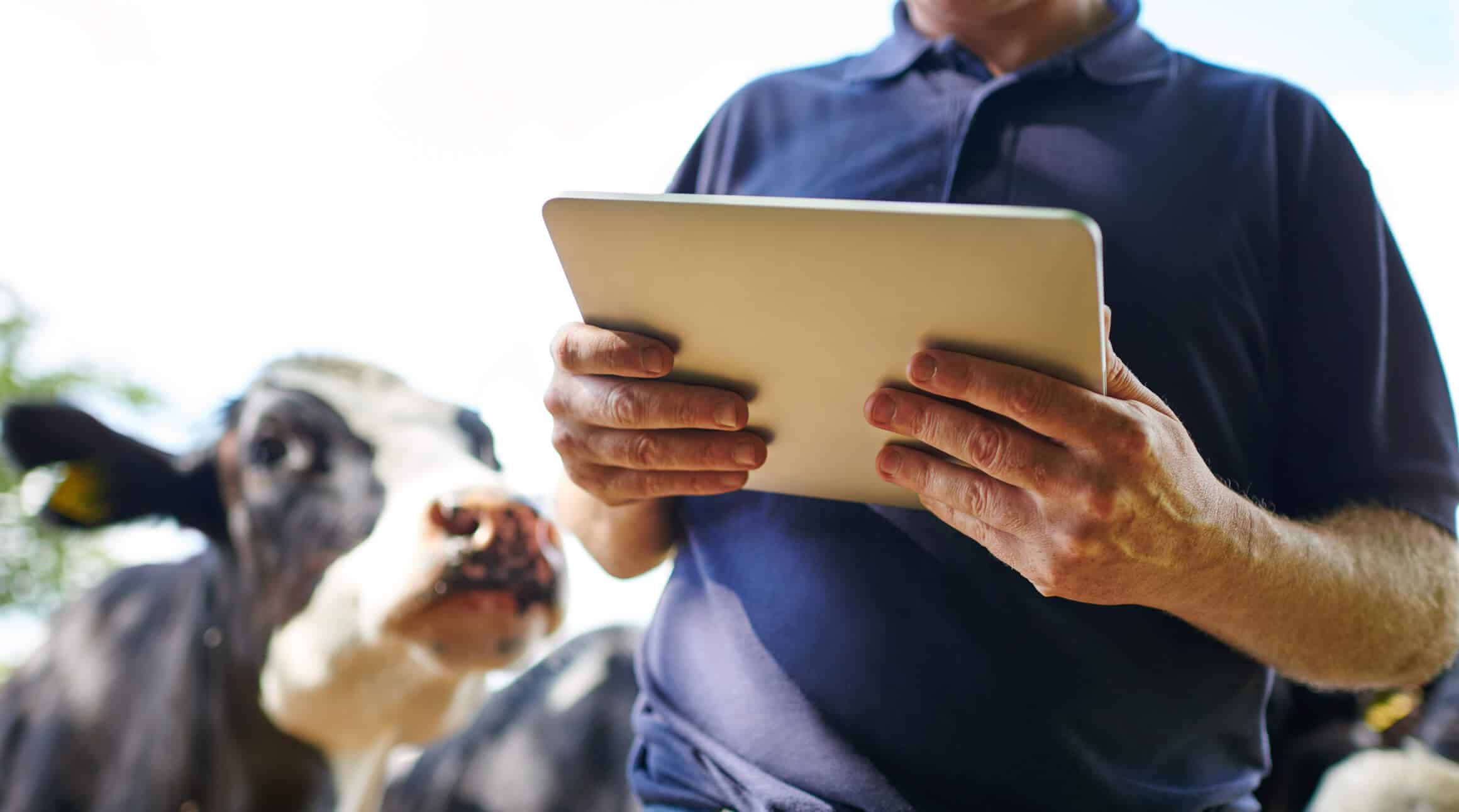 Pecuarista analisando tablet com vacas ao fundo