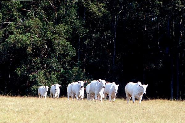 integração lavoura pecuaria