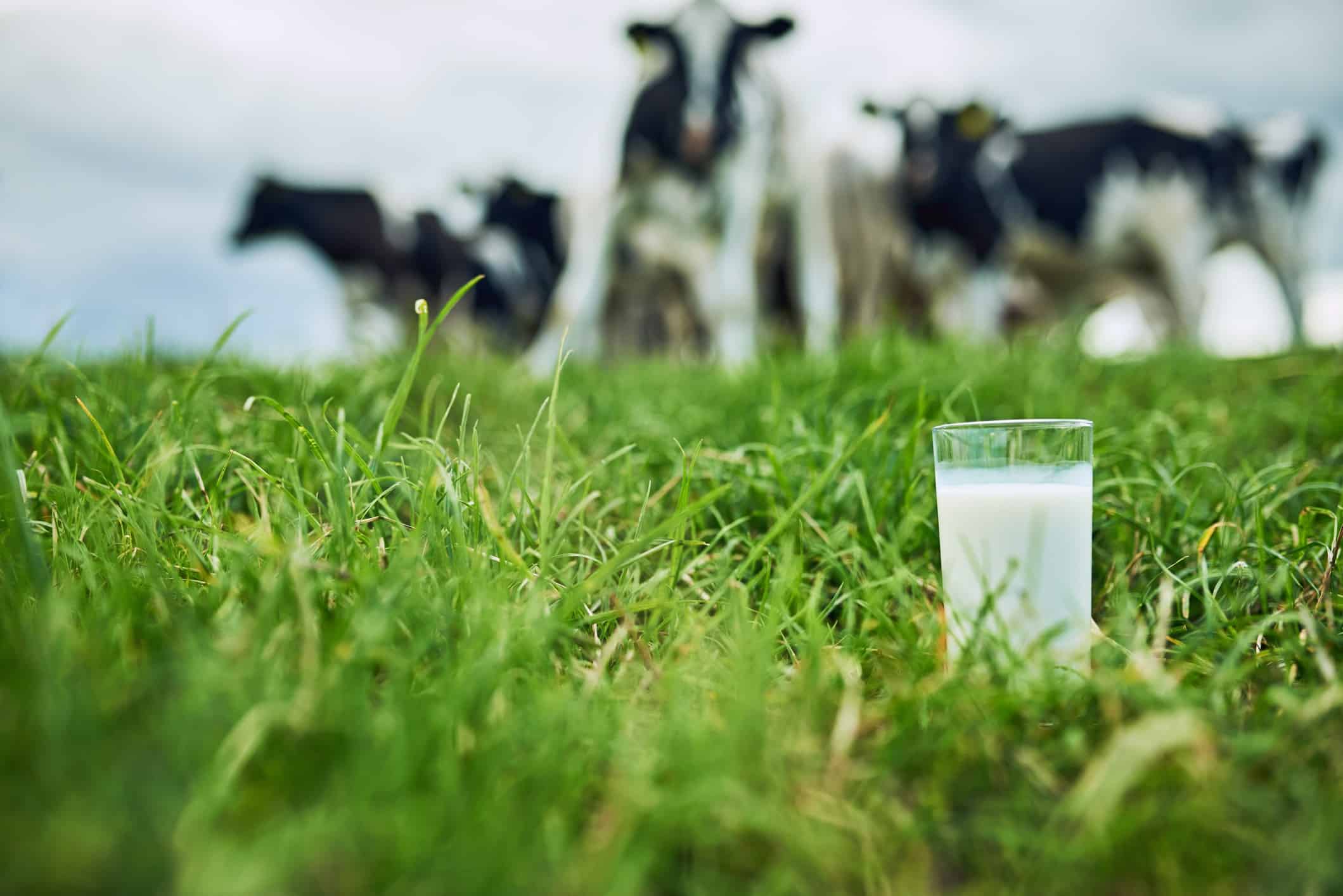 leite organico sobre um pasto