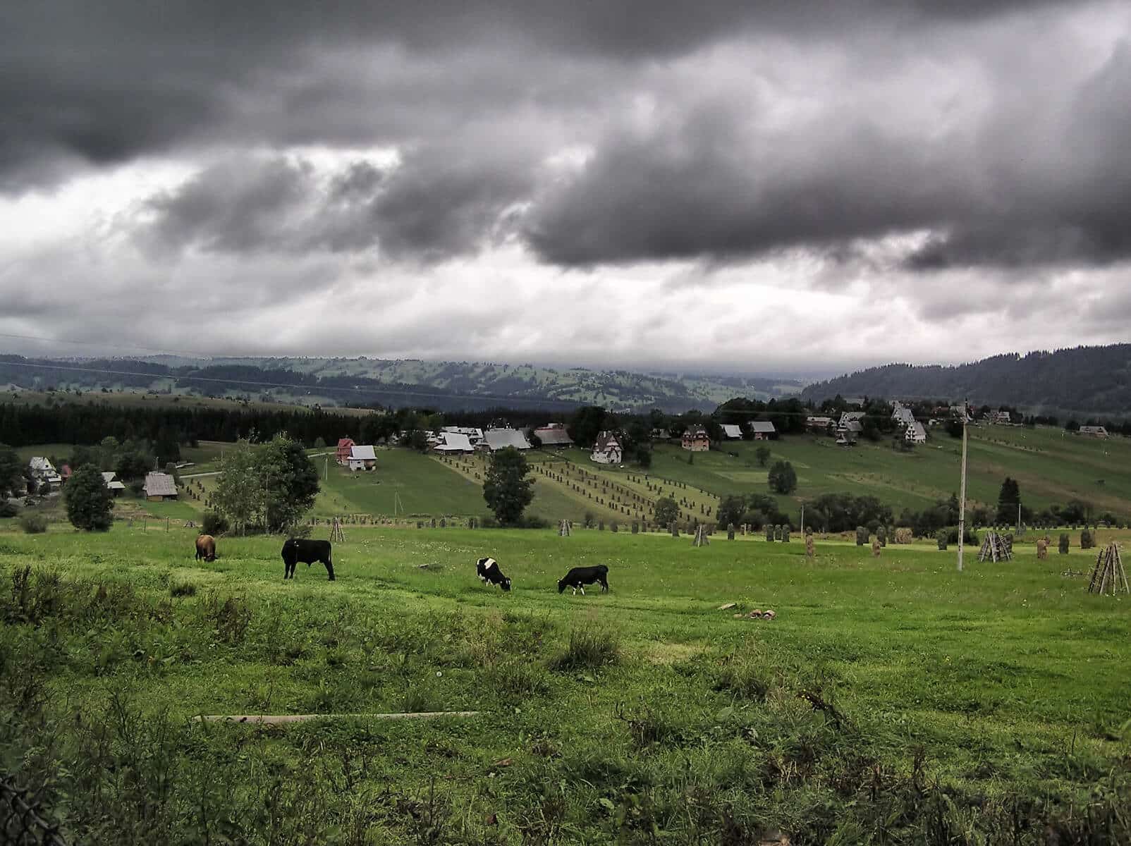 Gado pastando em paragens com céu chuvoso