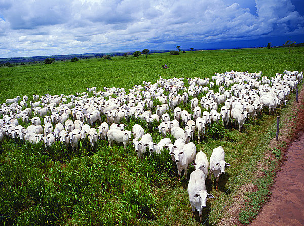 cabeças de gado no campo