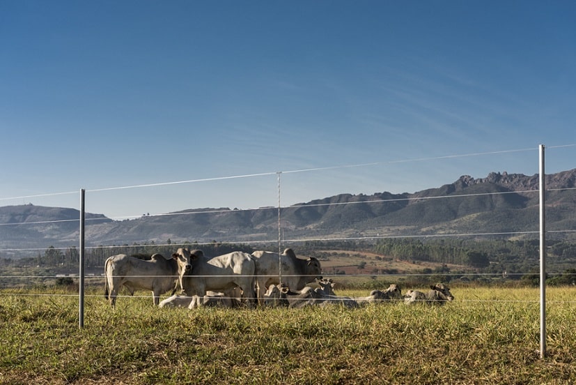 imagem de um campo com animais bovinos