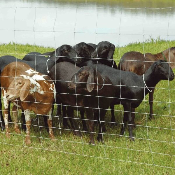 Nelson Ziehlsdorff cria animais da raça Texel. Crédito: Divulgação/SRC Farms