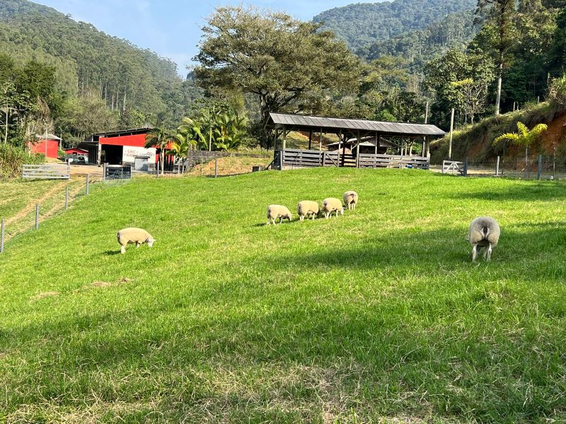 Nelson Ziehlsdorff cria animais da raça Texel. Crédito: Divulgação/SRC Farms